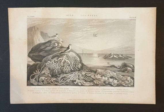 Original 1874 The Vegetable  Kingdom engraving - Algae or Sea Weeds