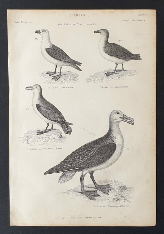 Original c1860's Museum of Natural History print - Sea Birds