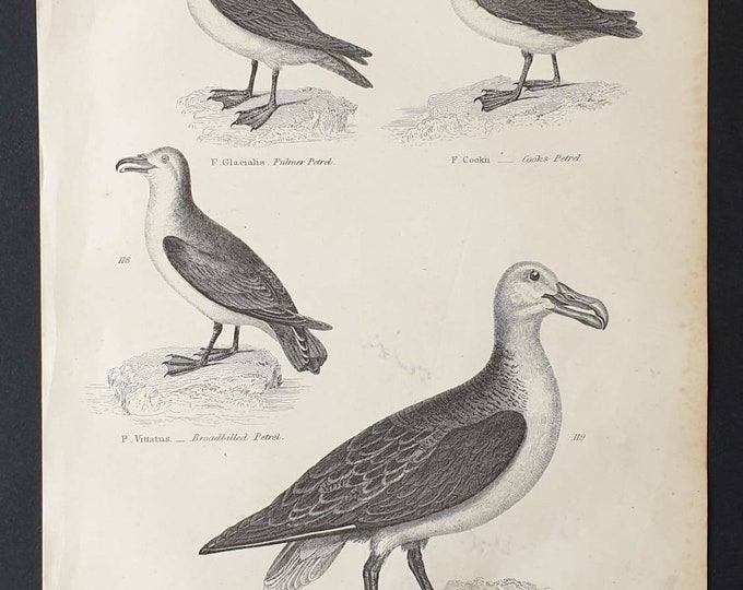 Original c1860's Museum of Natural History print - Sea Birds
