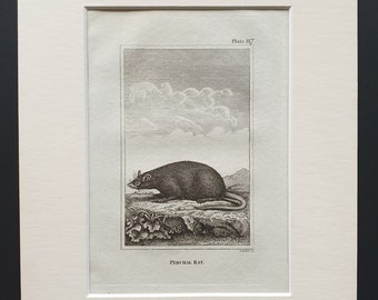 Perchal Rat - Original 1812 Buffon print in mount