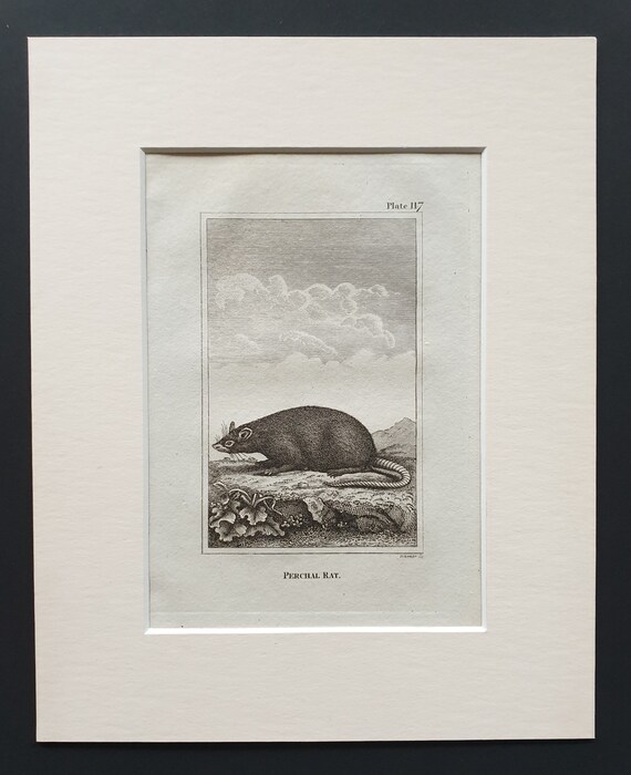Perchal Rat - Original 1812 Buffon print in mount