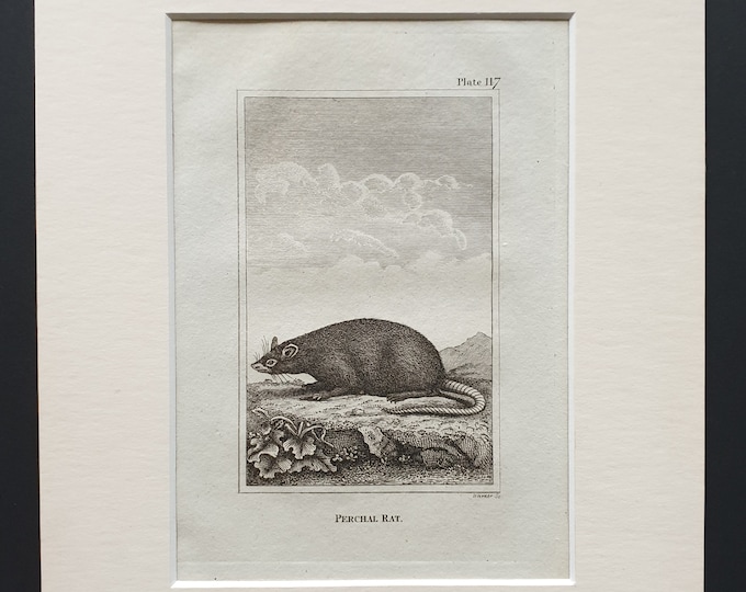 Perchal Rat - Original 1812 Buffon print in mount
