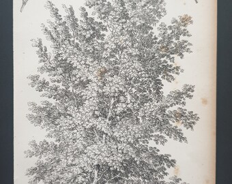 The Ash Leaved Box Elder - Original 1844 print