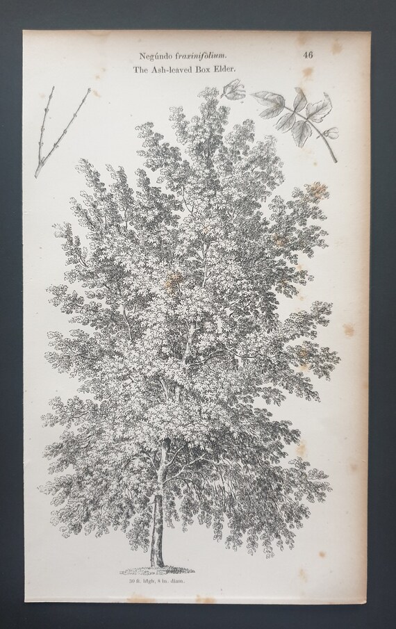 The Ash Leaved Box Elder - Original 1844 print