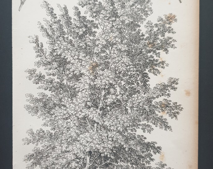 The Ash Leaved Box Elder - Original 1844 print