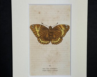 The Cassia Butterfly - Original 1832 Hand Coloured Antique Print
