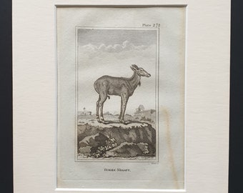 Female Nilgaut - Original 1812 Buffon print in mount