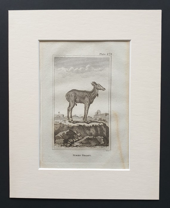 Female Nilgaut - Original 1812 Buffon print in mount