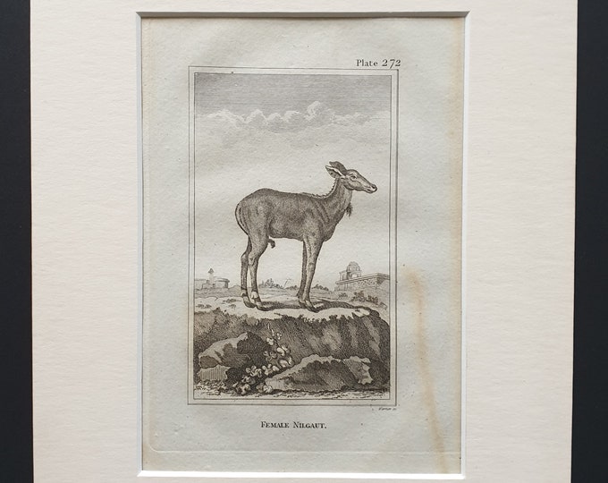 Female Nilgaut - Original 1812 Buffon print in mount