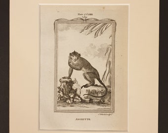 Aigrette - Original 1791 Buffon print in mount