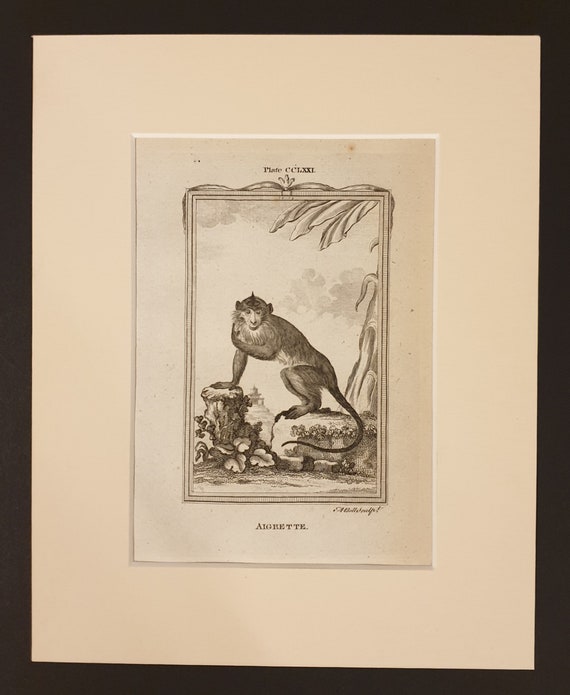 Aigrette - Original 1791 Buffon print in mount