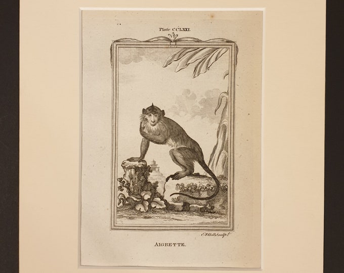 Aigrette - Original 1791 Buffon print in mount