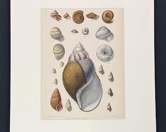 Shells from Central Africa - Original 1880s Sowerby's Book of Shells Print