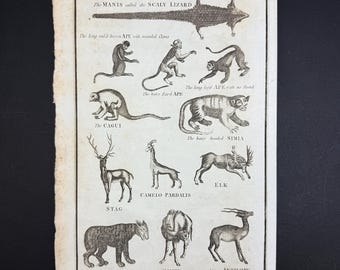 Quadrupeds - Original c1785 Antique Print