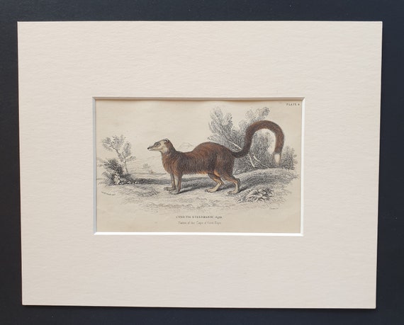 Meercat Barrow - Original 1842 hand coloured print in mount
