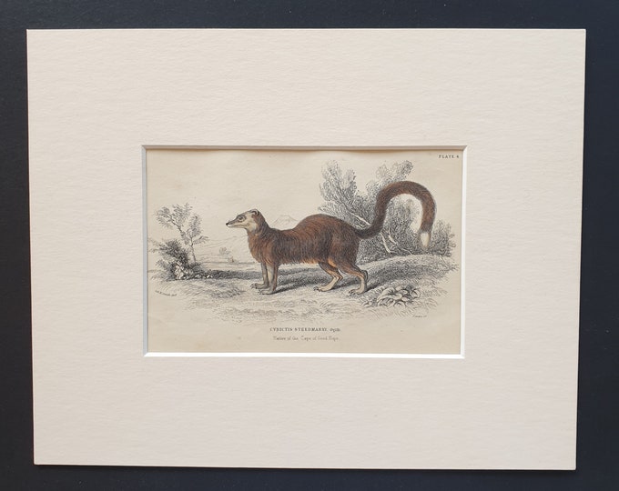 Meercat Barrow - Original 1842 hand coloured print in mount