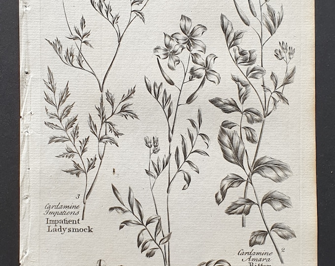 Impatient, Common, and Bitter Ladysmock - Original 1802 Culpeper engraving (92)