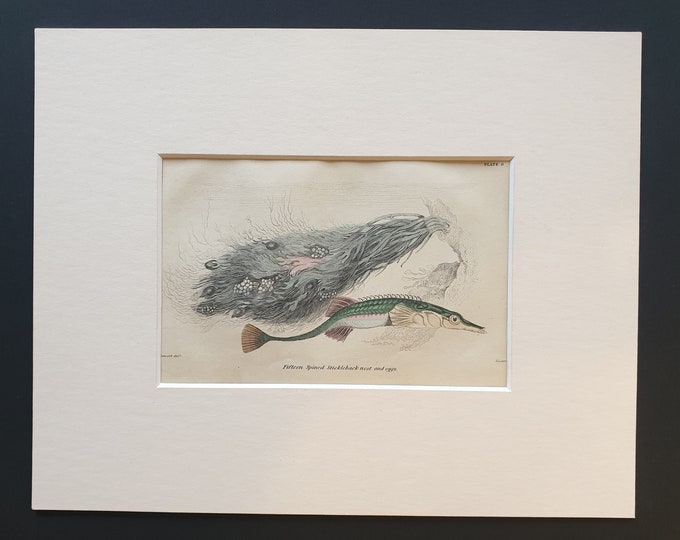 Fifteen Spined Stickleback, nest and eggs - Original c1860 hand coloured fish print in mount