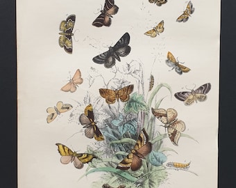 The Scalloped Hook Tip Moth and others - Original hand coloured 1860 print