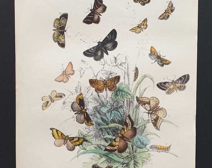 The Scalloped Hook Tip Moth and others - Original hand coloured 1860 print