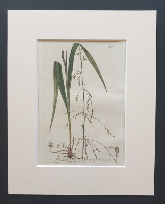 Millet Grass - Original 1839 hand coloured flower print in mount