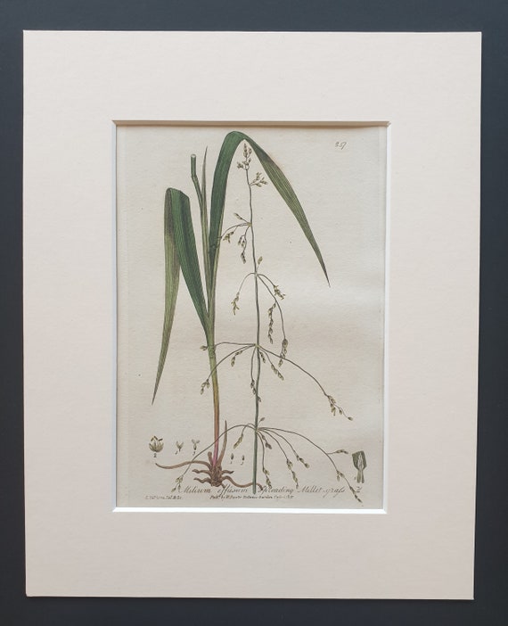 Millet Grass - Original 1839 hand coloured flower print in mount