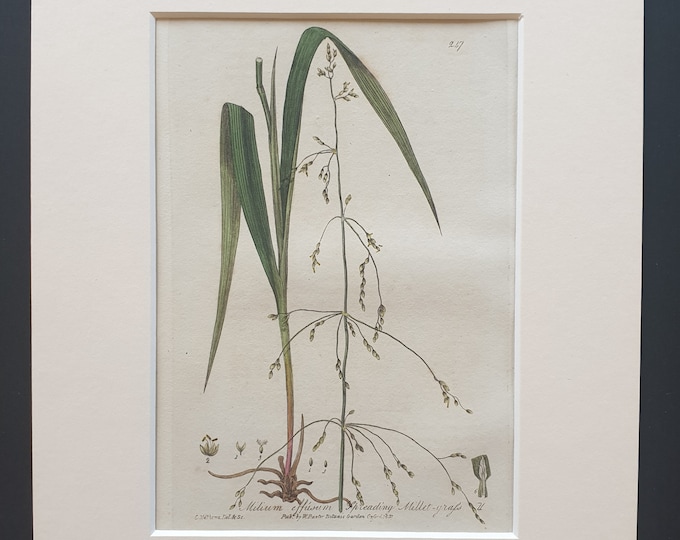 Millet Grass - Original 1839 hand coloured flower print in mount