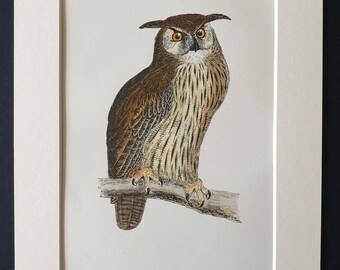 Eagle Owl - Original 1891 hand coloured bird print in mount