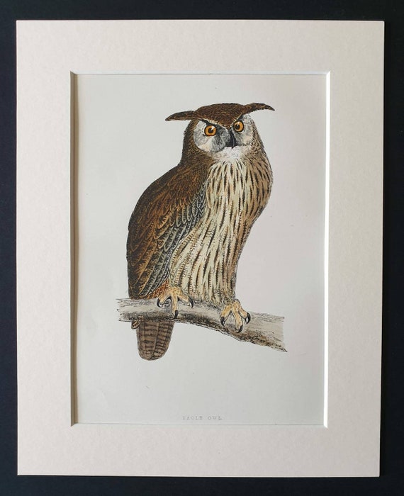 Original 1891 hand coloured bird print in mount - Eagle Owl