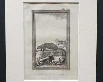 Sailing, or Great Flying Squirrel - Original 1812 Buffon print in mount