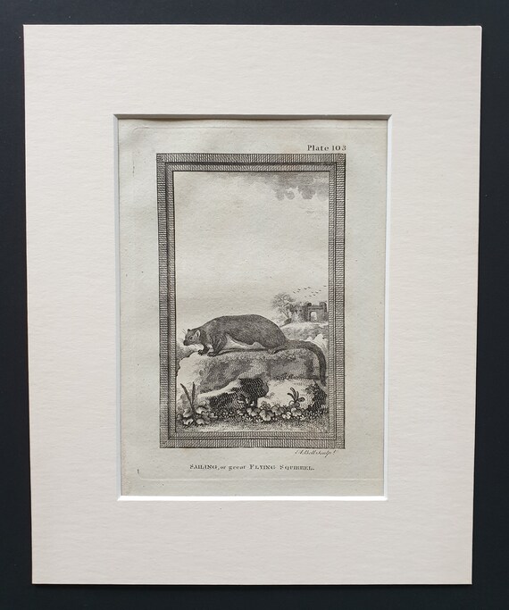 Sailing, or Great Flying Squirrel - Original 1812 Buffon print in mount