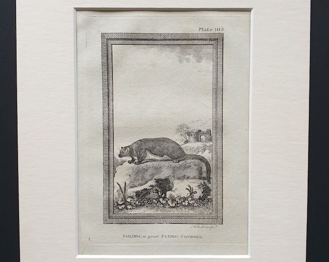 Sailing, or Great Flying Squirrel - Original 1812 Buffon print in mount