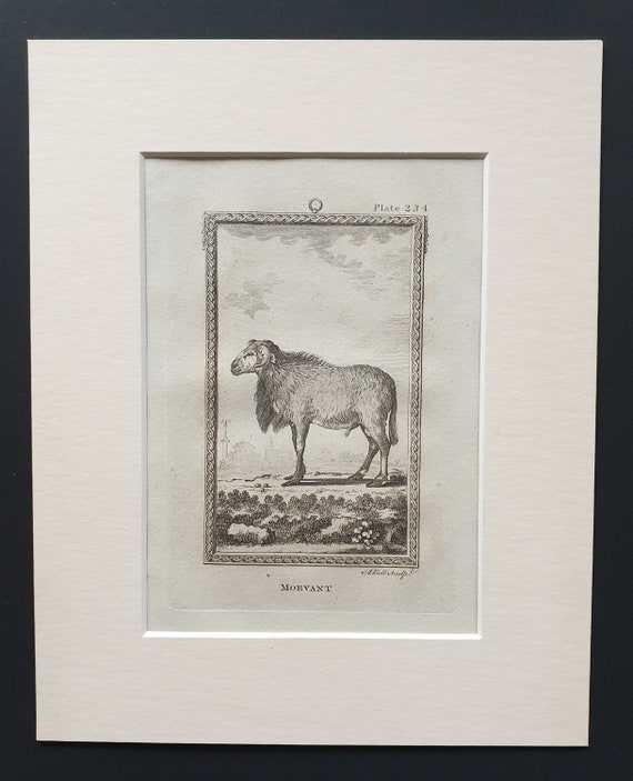 Morvant - Original 1812 Buffon print in mount