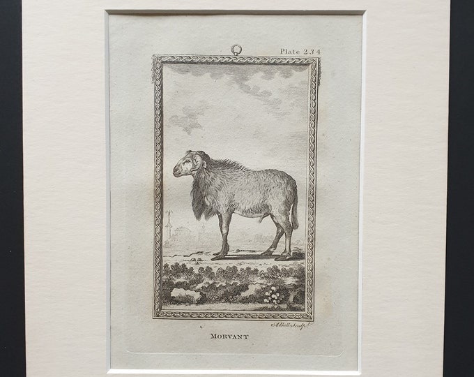 Morvant - Original 1812 Buffon print in mount