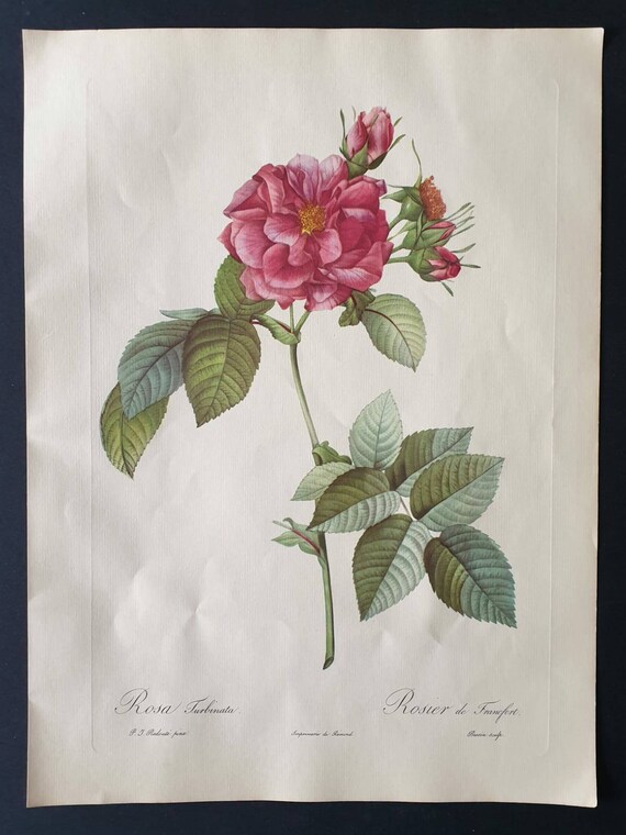 Original 1954 Rose print - Rosa Turbinata