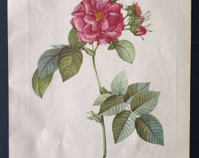 Original 1954 Rose print - Rosa Turbinata