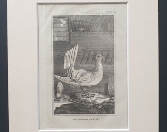 The Shaker Pigeon - Original 1812 Buffon print in mount (51)