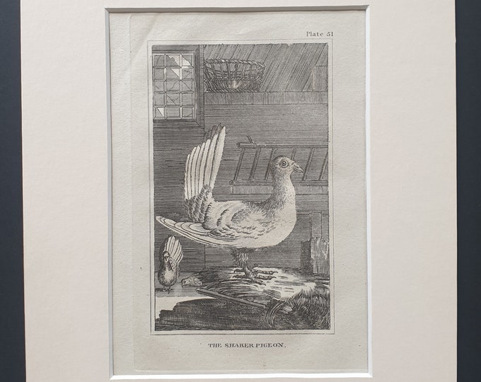 The Shaker Pigeon - Original 1812 Buffon print in mount (51)