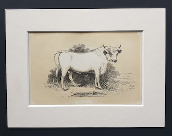 The Bull - Original 1851 John Tallis woodblock print