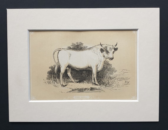 The Bull - Original 1851 John Tallis woodblock print