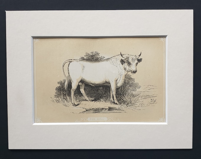 The Bull - Original 1851 John Tallis woodblock print