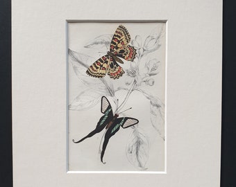 Leptocircus Curius, Thais Medesicaste - Original c1840 hand coloured print in mount