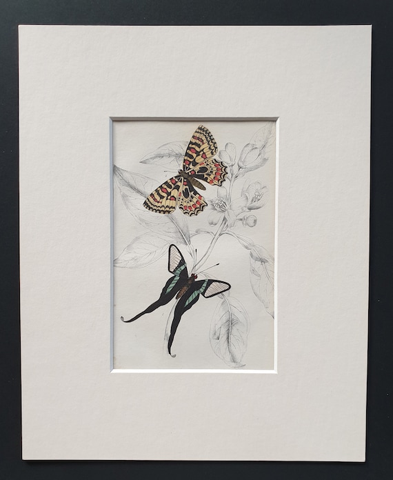 Leptocircus Curius, Thais Medesicaste - Original c1840 hand coloured print in mount