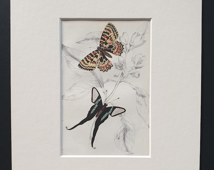 Leptocircus Curius, Thais Medesicaste - Original c1840 hand coloured print in mount