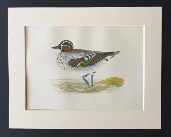 Original 1891 hand coloured bird print in mount - Teal