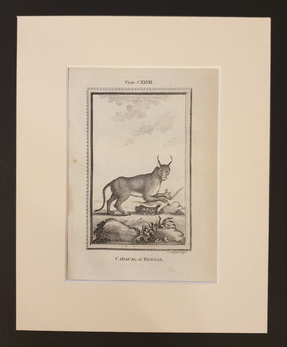 Caracal of Bengal- Original 1791 Buffon print in mount