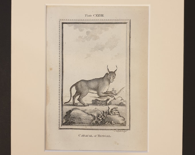 Caracal of Bengal- Original 1791 Buffon print in mount