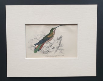 The Supercilious Hummingbird (Female) - Original c1840 hand coloured bird print in mount