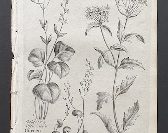 Garden, Greenland, and Sea Scurvygrass - Original 1802 Culpeper engraving (147)