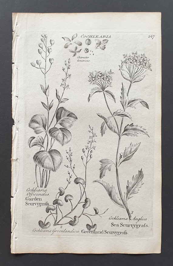 Garden, Greenland, and Sea Scurvygrass - Original 1802 Culpeper engraving (147)